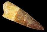 Spinosaurus Tooth - Real Dinosaur Tooth #182749-1